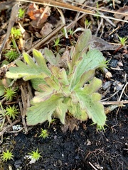 Aureolaria pedicularia
