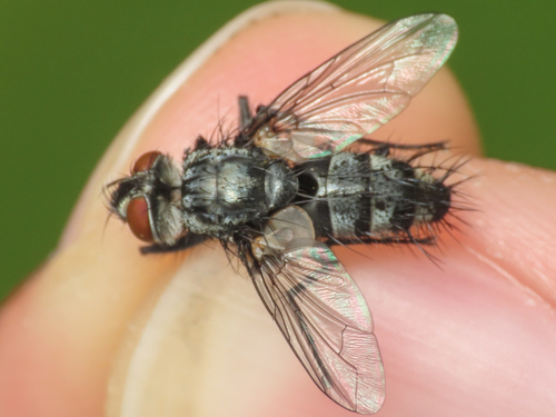 Oswaldia spectabilis
