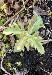 Aureolaria pedicularia