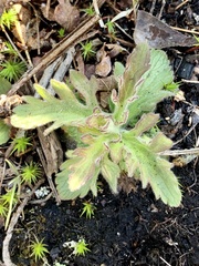 Aureolaria pedicularia