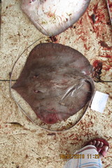 Pateobatis bleekeri