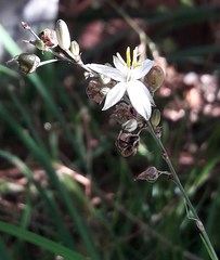 Chlorophytum saundersiae