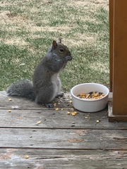 Sciurus carolinensis
