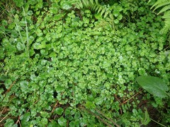 Chrysosplenium glechomifolium