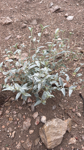 grassland croton