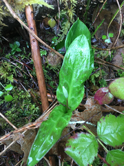 Erythronium revolutum