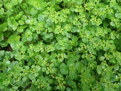 Chrysosplenium glechomifolium