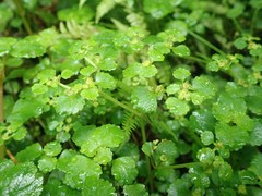 Chrysosplenium glechomifolium
