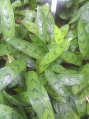 Stachyphrynium repens