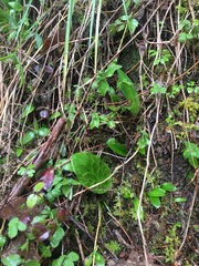 Erythronium revolutum