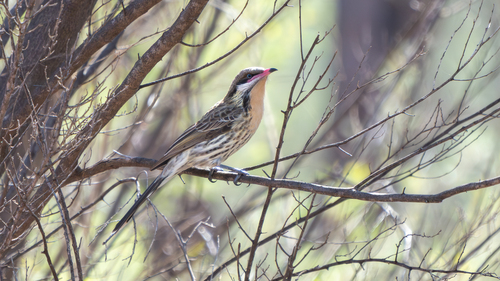 Spiny-cheeked Honeyeater