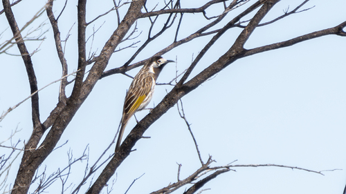 White-fronted Honeyeater
