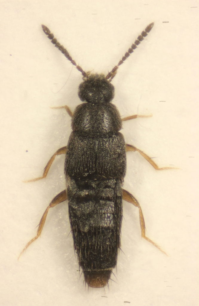 Acrotona parvula
