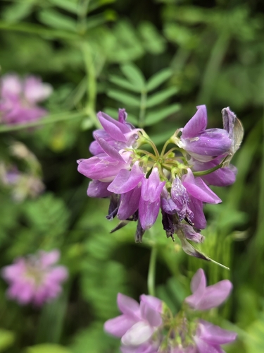 purple crownvetch