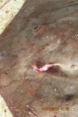 Pateobatis bleekeri