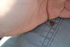 Harmonia axyridis