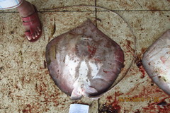 Pateobatis bleekeri