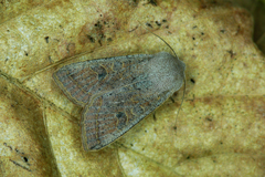 Orthosia gracilis