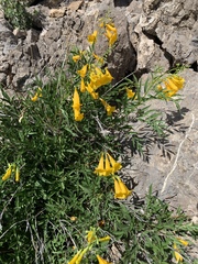 Tecoma stans angustata