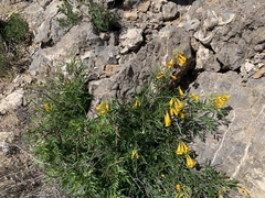 Tecoma stans angustata