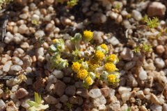 Eriophyllum pringlei