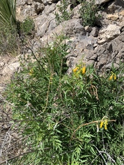 Tecoma stans angustata