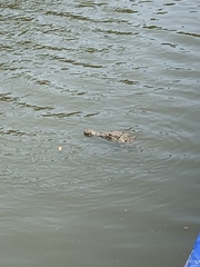 Crocodylus acutus