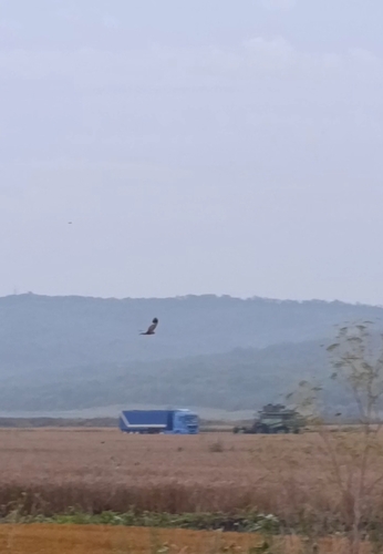 Western Marsh Harrier