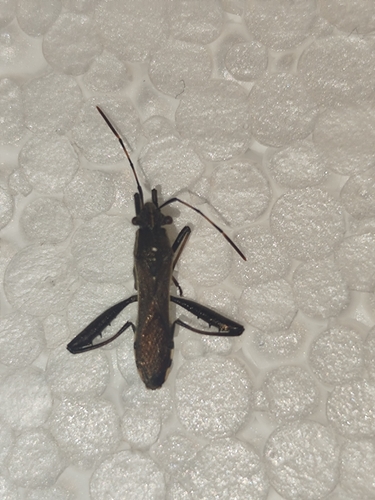 Camptopus lateralis