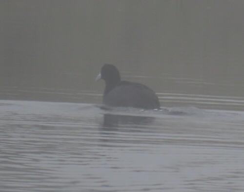 iNaturalist: (c) Fiona Hellmann, some rights reserved (CC BY-NC), uploaded by Fiona Hellmann iNaturalist image