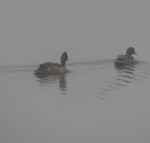 iNaturalist image