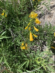 Tecoma stans angustata