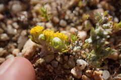 Eriophyllum pringlei