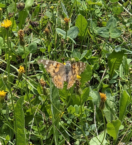 Painted Lady