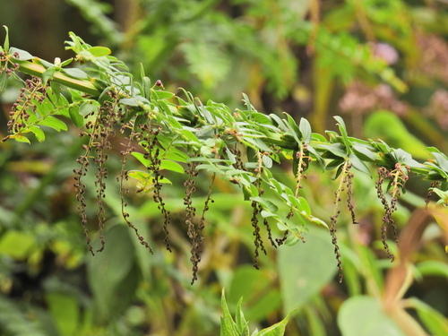 Coriaria ruscifolia (Coriaria ruscifolia)