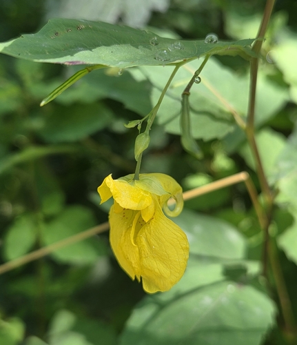 Touch-me-not Balsam