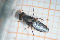 Scenopinus fenestralis