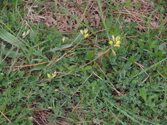 Polygala flavescens
