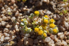 Eriophyllum pringlei