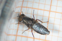 Scenopinus fenestralis