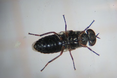 Scenopinus fenestralis