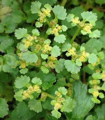 Chrysosplenium glechomifolium