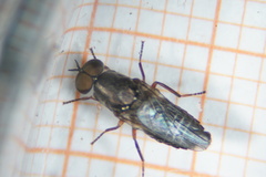 Scenopinus fenestralis