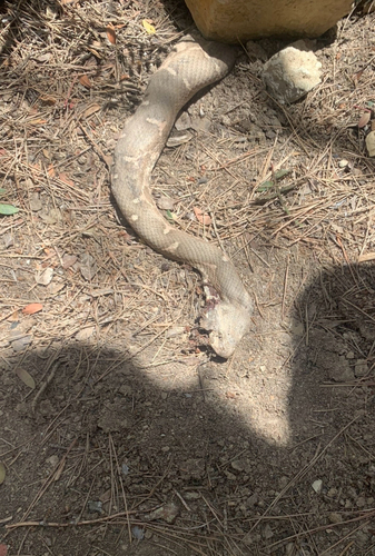 Moorish Viper