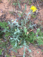 Xanthisma spinulosum spinulosum