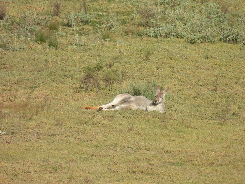 Red Kangaroo