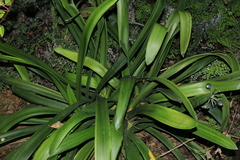 Clivia miniata