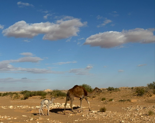 Dromedary Camel