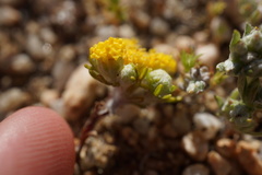 Eriophyllum pringlei