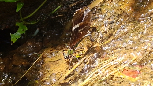 Sapho orichalcea